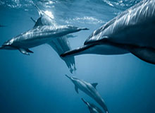 9体育-【2020足坛最佳阵容】两瓶“毛抬”助兴拜仁四大天王